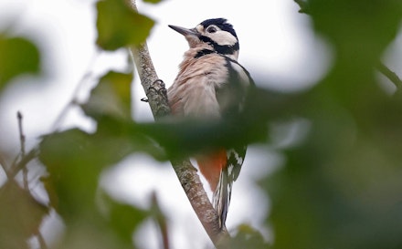 Morning Bird Walks