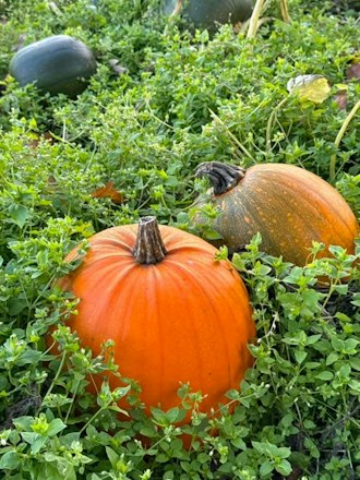 Pumpkin Picking 2026