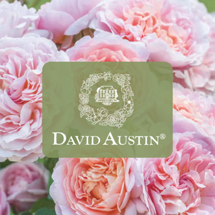 A Celebration of Roses with David Austin