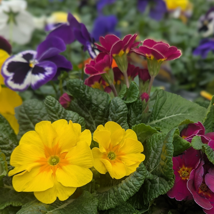 Plant a Flower Basket for Mum!